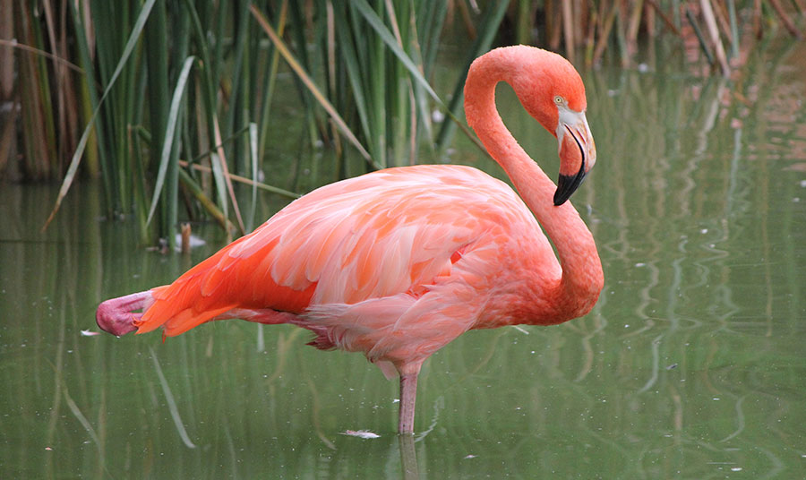 flamingo images only
