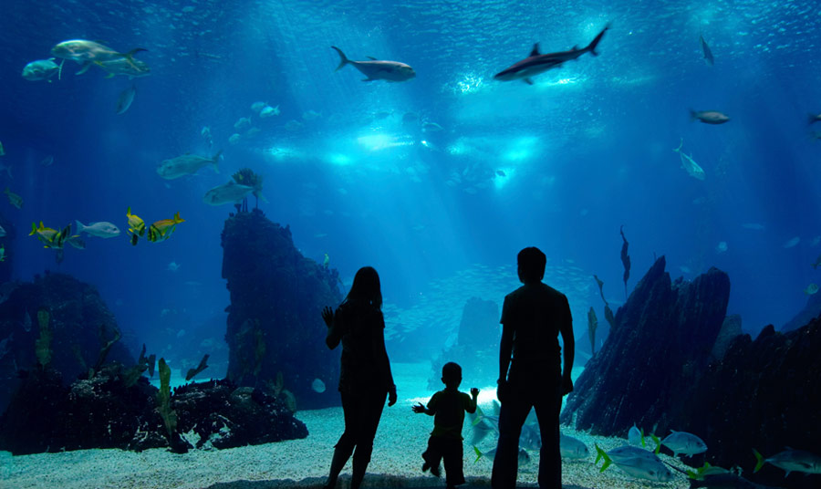 are dogs allowed in monterey bay aquarium